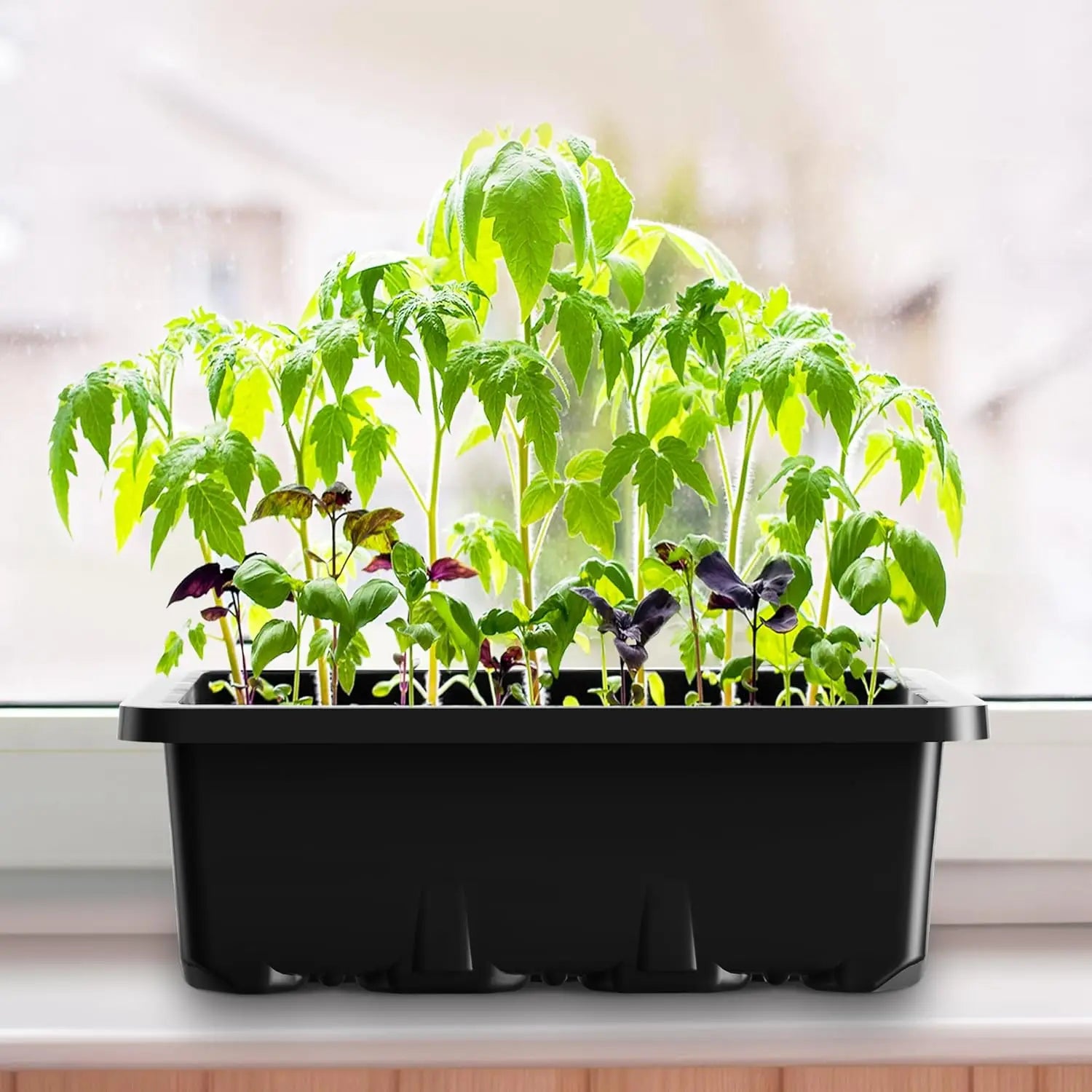 Lot de 10 plateaux à semis 🌱